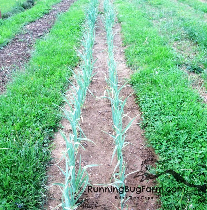 Growing Inchillium Red soft neck garlic in rows. Soil bare. This requires regular weeding. A weed hoe is helpful.